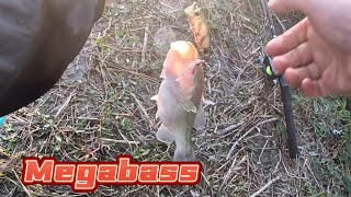 【Megabass Topwater】23年福袋ルアーでたくさん釣れました！#トップウォーター #メガバス #爆釣