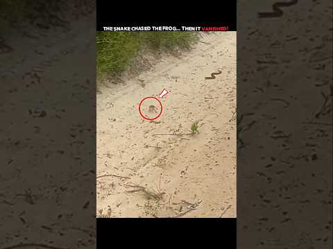 The Frog Outsmarted the Snake! 🐸 #trending #animals #wildlife #youtubeshorts #snake #frog