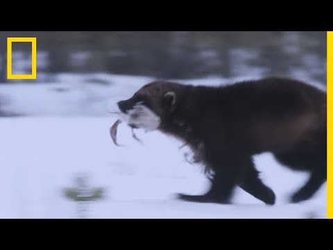 Les gloutons sont des charognards voraces