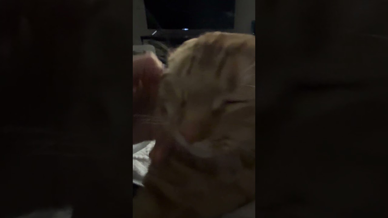 Enlarge Milo, a ADOPTABLE Domestic Short Hair in Hyattsville, MD video 6/6