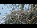 Smola Norway WTE Cam Baron Protects Eggs From Terrible Storm Gets Blown Against The Tree 3 23 19