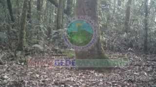 preview picture of video 'Macan Tutul di Taman Nasional Gunung Gede Pangrango'
