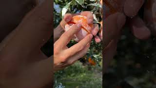 Fresh oranges are very juicy - For fruit lovers #fruit #satisfying #fruitcutting