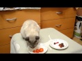 Улётное видео! Голод - не тётка, пришлось коту помидорами питаться! Funny Cats ...