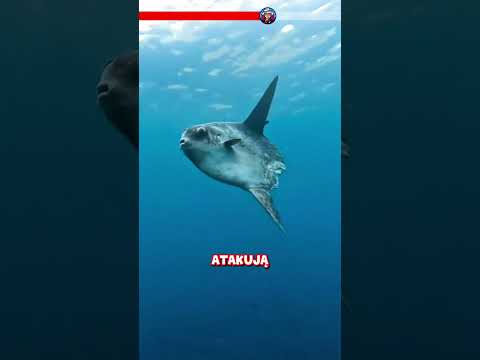 🐟 Dlaczego nikt nie chce łowić tej ryby?