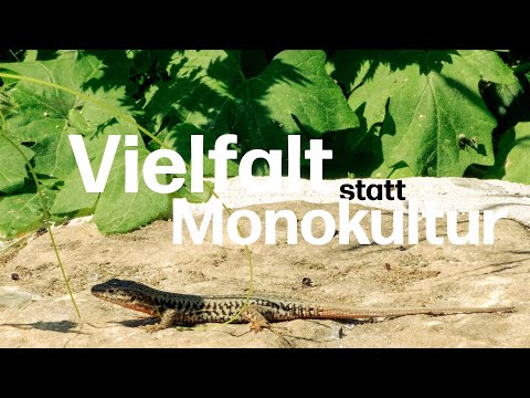 Idealzustand im Rebberg: Vielfältige Weingärten beim Delinat-Winzer Alex Pflüger in der Pfalz