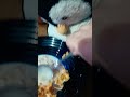 Cornflakes Pingu Pingu Cornflakes Ng Pingu Na Si Ng Mga Tao Sa Mundo Ng Mga Tao