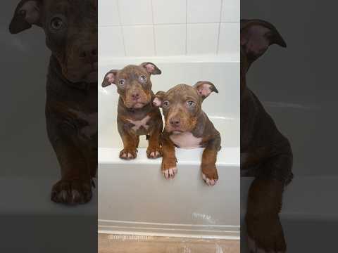 Puppies First Bath Together 🧼🫧🐾 #viral #asmr #puppy #dogbath #cute