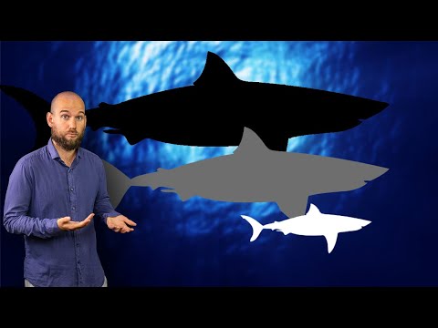 How BIG is the World's Largest Great White Shark?