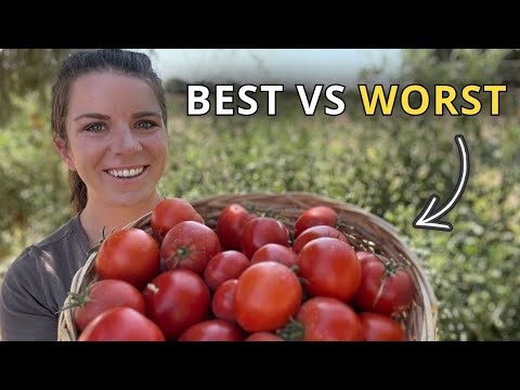6 BEST Tomatoes of 2025 (+ Ones to Skip)