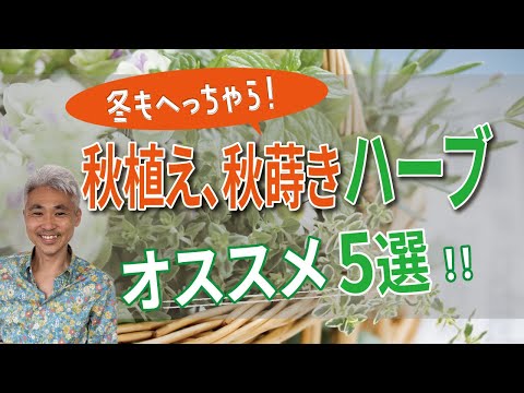 秋のミントを育てる芳香植物