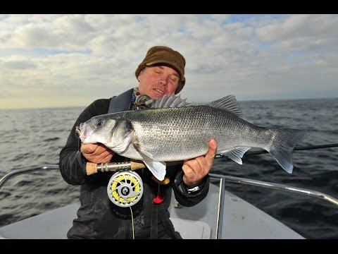 Bass Fishing in Cornwall 