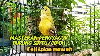 Download lagu Masteran penggacor burung sirtu/cipoh full isian variasi mewah mp3 Download lagu Masteran penggacor burung sirtu/cipoh full isian variasi mewah mp3