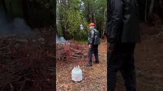 Propane torch = best way 🔥⚡️ #treefarm #shorts