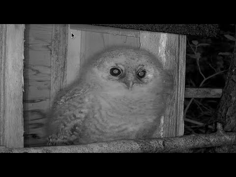 Tawny Owl baby first view of the World