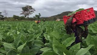 Check our little movie from Esteli in Nicaragua (AJ Fernandez)