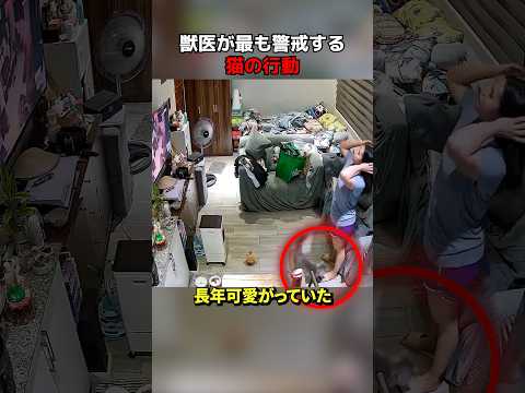 獣医が最も警戒する猫の行動