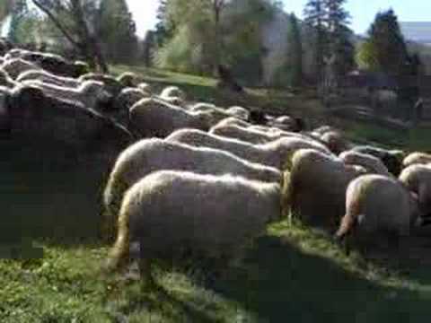 Marius Zgâianu - Sună bucium de la stână ! | Contact interpret - tel. 0742.080.183