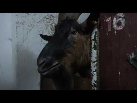 Weihnachtsmarkt rund um die Dorfkirche und bei Bauer Lehmann am 7.12.2019 in Berlin Marienfelde