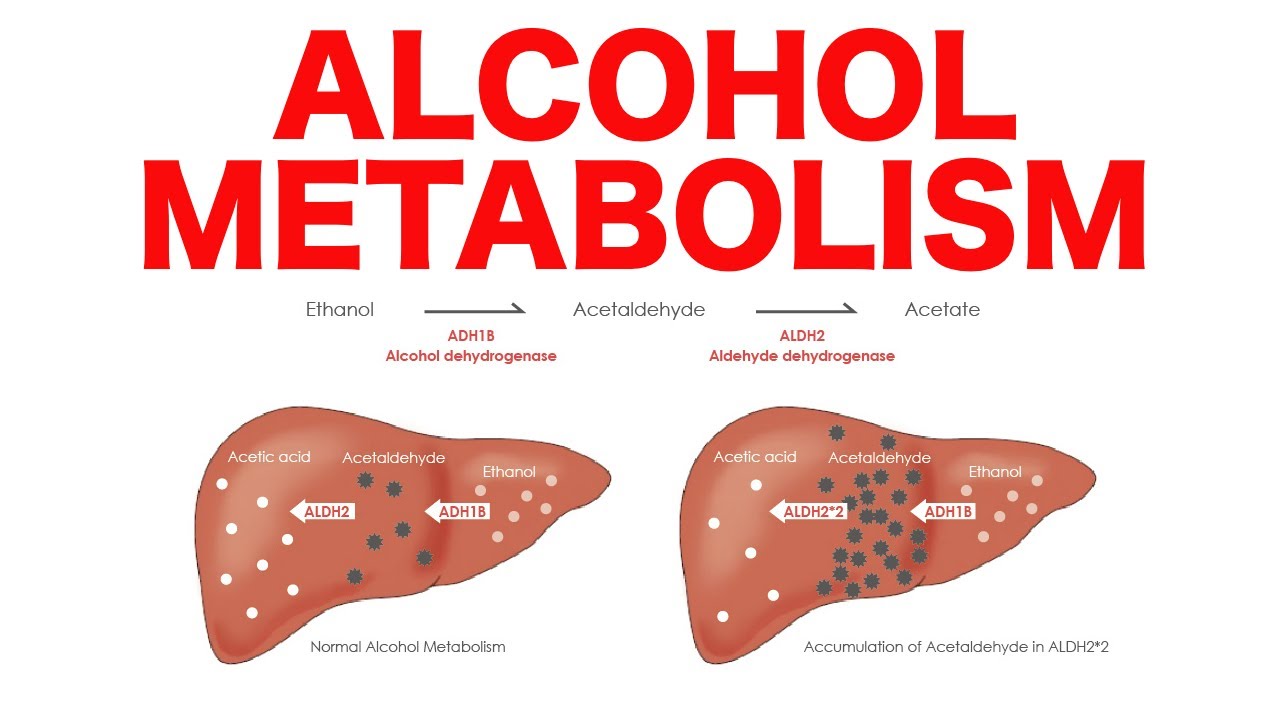 Alcohol Metabolism