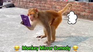 Monkey vs Mirror Funny Video 2022 cant Stop Laughi