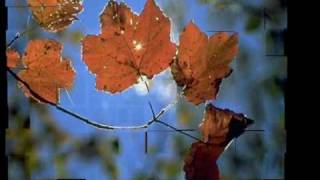 Karima Ammar Come le foglie d'autunno