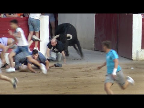 Íscar 2022 Encierro y Capea con Toros Bravos