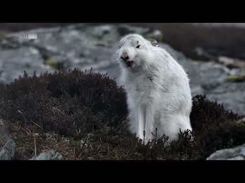 Schottlands wilde Jahreszeiten: Winter Doku (2022)