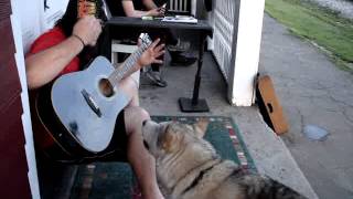 Wolf dog sings with man playing guitar