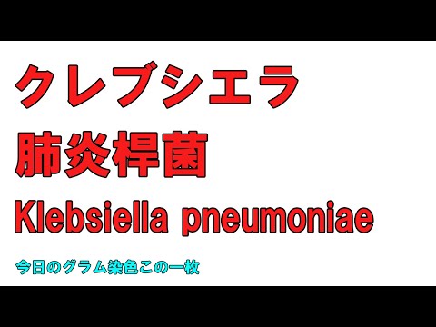 看護学科 今日のグラム染色この一枚 Klebsiella pneumoniaeによる肝膿瘍と菌血症