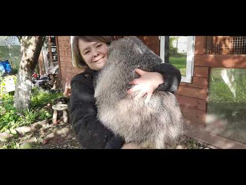 Барсук Луша набрала вес, готовимся к спячке(домашний барсук)