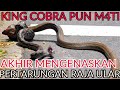 KING COBRA VS PYTHON BERAKHIR MENGEN4SKAN... KING COBRA VS PYTHON BERAKHIR MENGEN4SKAN...