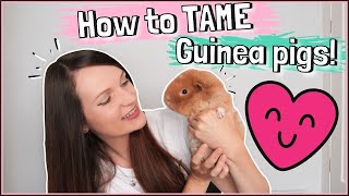 How to Tame your Guinea Pig in 10 Easy Steps!