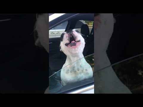 Opera Singing Dog || ViralHog