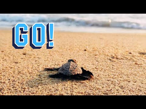 Żółwie morskie w Puerto Escondido - atrakcje Meksyku