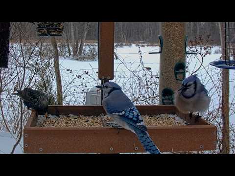 Seven Common Feeder Bird Species Arrive For Lunch At Cornell Feeders | Feb. 10, 2026