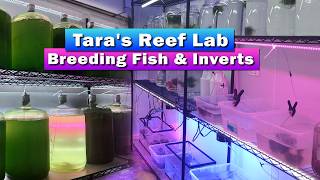 Tara's Reef Lab - Breeding Fish & Inverts