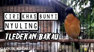 Download lagu tledekan bakau ngeriwik ngeplong !! ampuh untuk pancingan mp3