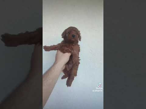 Kore Satılık Poodle