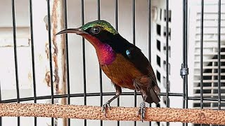 Download lagu Kolibri Ninja Gacor Nembak Pelatuk Sampit Sambung Pelatuk Bawang | Cocok Buat Masteran mp3