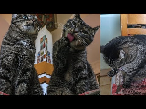 Cat Washing Face 😸 Cat Licking Paws 😸 Cat Washes Itself 😹 MAD CATS HOUSE