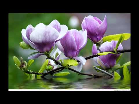 Thể hiện bởi Giáng Thu
