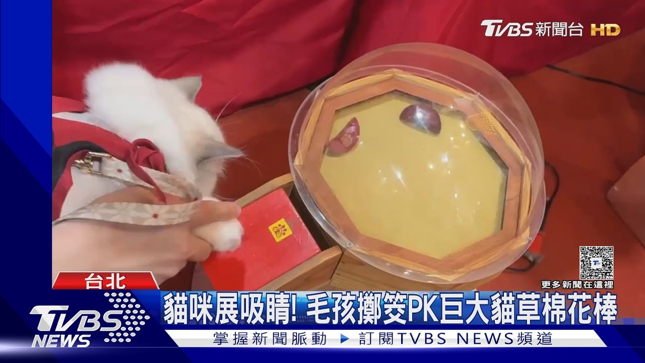 影音/貓咪博覽會湧人潮!寵物宮廟超吸睛 毛孩「擲茭拜拜」求平安