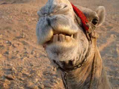 download lagu mp3 mp4 Kamel, download lagu Kamel gratis, unduh video klip Kamel