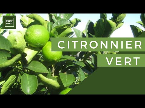 HOW TO GROW A GREEN LEMON TREE