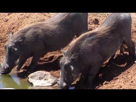 Djuma: Warthog family of three  - 11:58 - 09/10/18