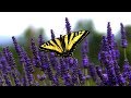 11 HOURS Relaxing Music For Stress Relief, Nature Sounds, Massage, Spa 11 HOURS Relaxing Music For Stress Relief, Nature Sounds, Massage, Spa