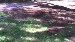 How to deal with tree roots in a lawn