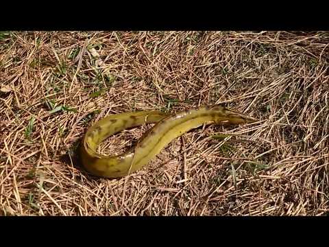 How to catch asian swamp eel || Eel Fishing In pakistani Marshes  || Tire Track Eel