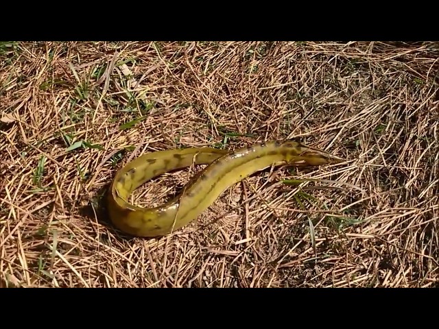 How to catch asian swamp eel || Eel Fishing In pakistani Marshes  || Tire Track Eel